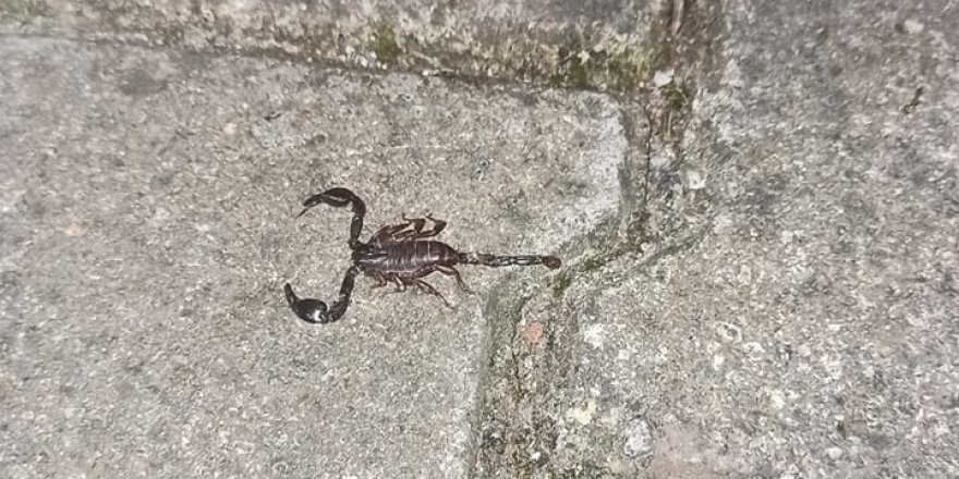 Mahalleyi zehirli akrep korkusu sardı
