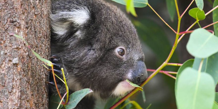400 koala uzun yaşam deneyi için aşılanıyor