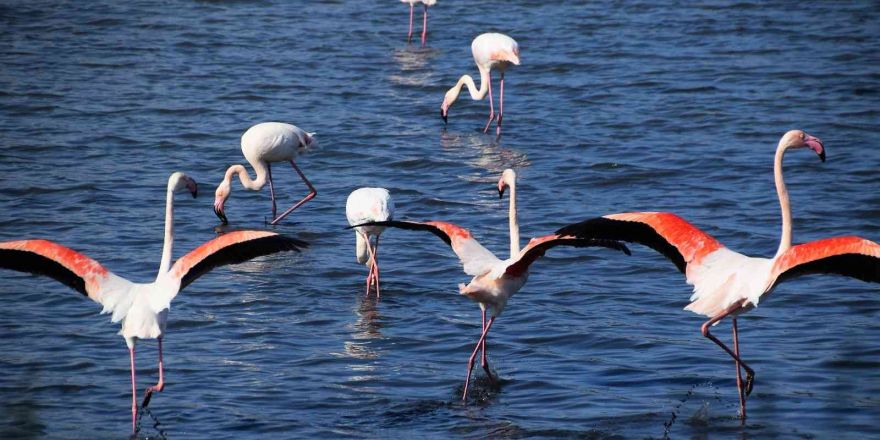 Aliağa’da flamingoların görüntüsü hayran bırakıyor