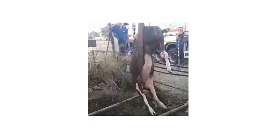 Kuyuya düşen inek itfaiye ekiplerince kurtarıldı