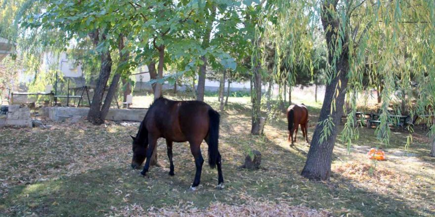 Terk edilmiş iki at ve eşeğe Çankaya’da barınakta sahip çıkılıyor