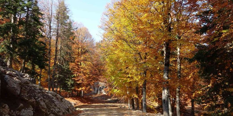 Adana’nın Yirce kayın ormanında muhteşem sonbahar renkleri
