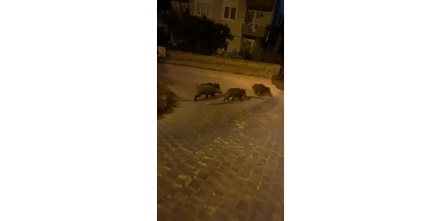 Bursa’da aç kalan domuz sürüsü şehre indi