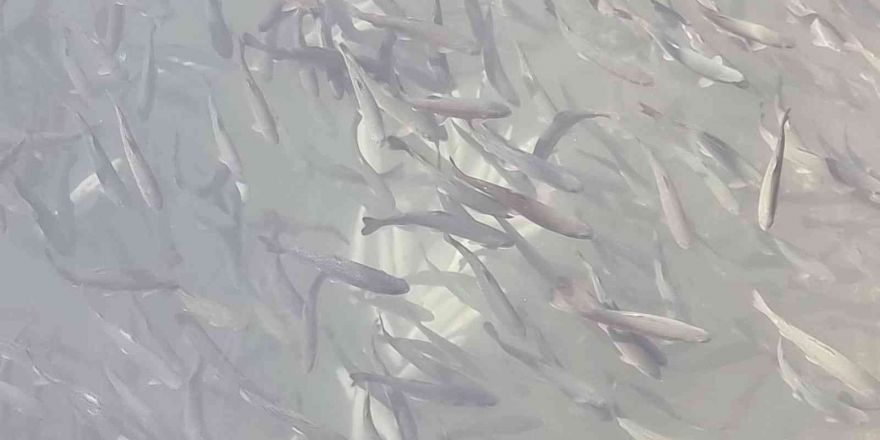 Manavgat Irmağı üzerindeki balık çiftliğinde 13 bin alabalık telef oldu