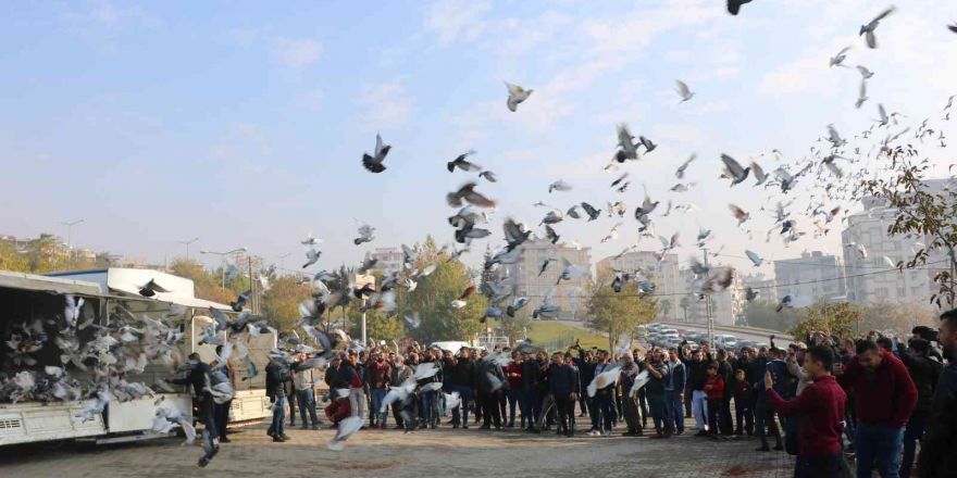 Kahramanmaraş’ta 6 bin güvercin gökyüzüne salındı