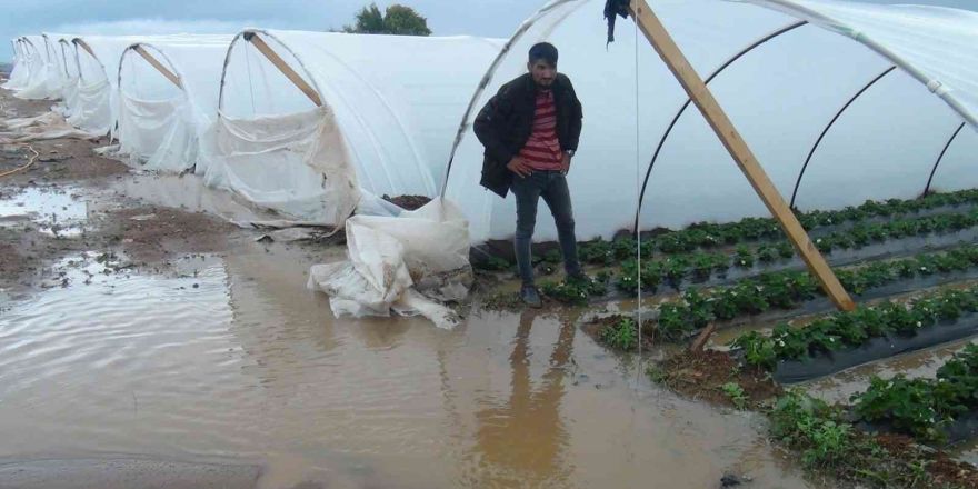 Antalya’da yağmur çilek seralarını sular içinde bıraktı