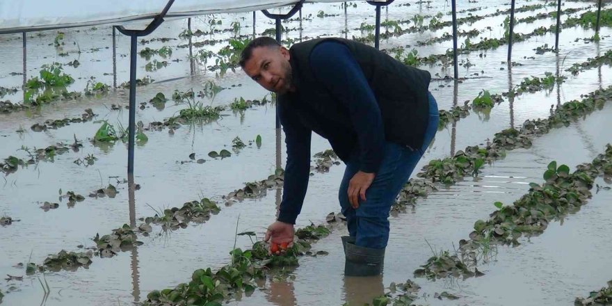 Yağmurla gelen sel, 55 dekar çilek serasını göle çevirdi