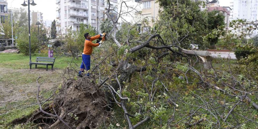 Muratpaşa’da hortumun bıraktığı izler temizleniyor