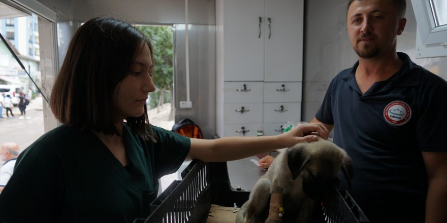 Selde ailesini kaybeden yavru köpek, iştahtan kesildi
