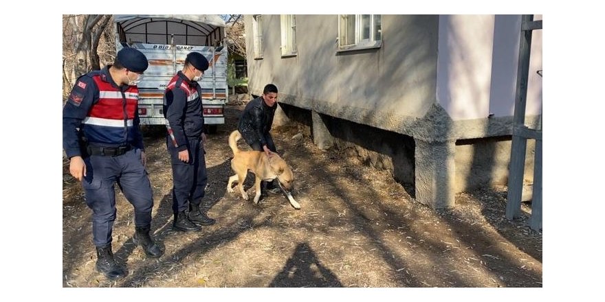 Köpek dövüştürenler jandarmaya yakalandı