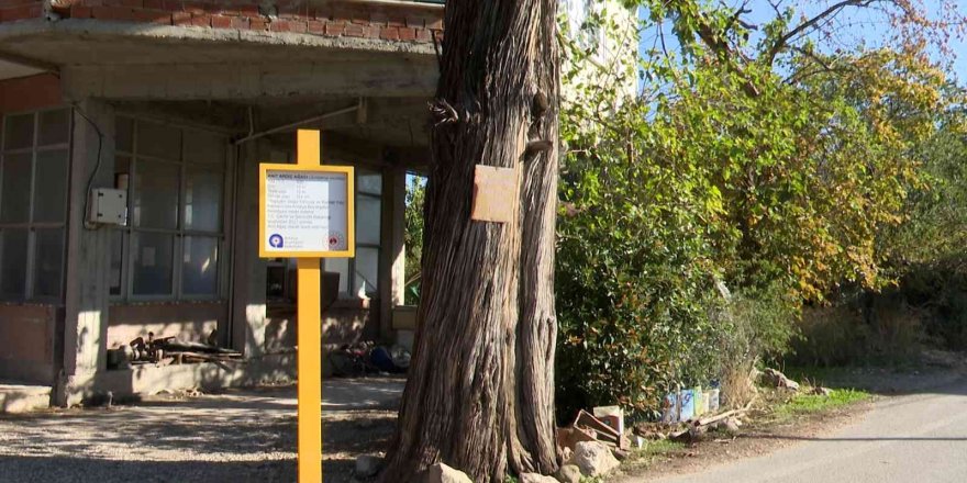 5 asırlık anıt ardıç ağacı tescillendi