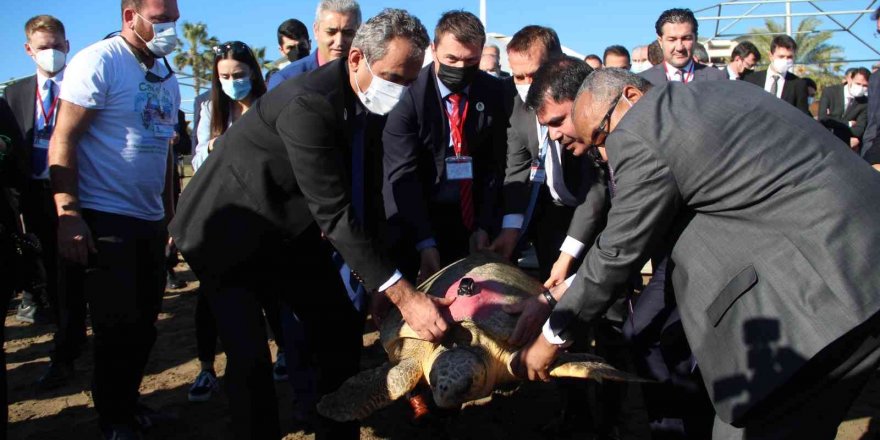 Bakan Kurum ve Özer tedavisi tamamlanan 2 caretta carettayı denize bıraktı