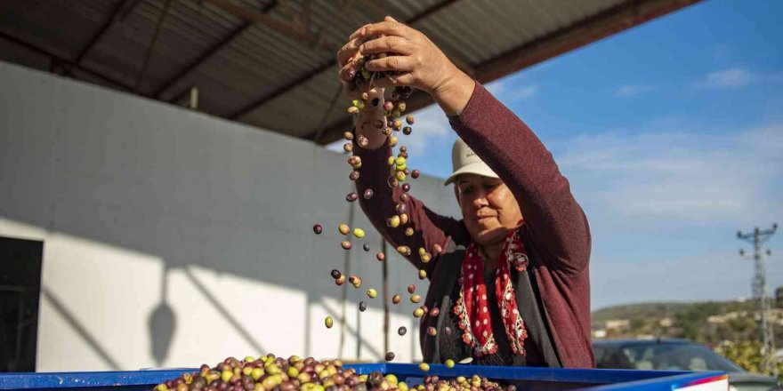 Mersin’de zeytin üreticilerine ekipman desteği