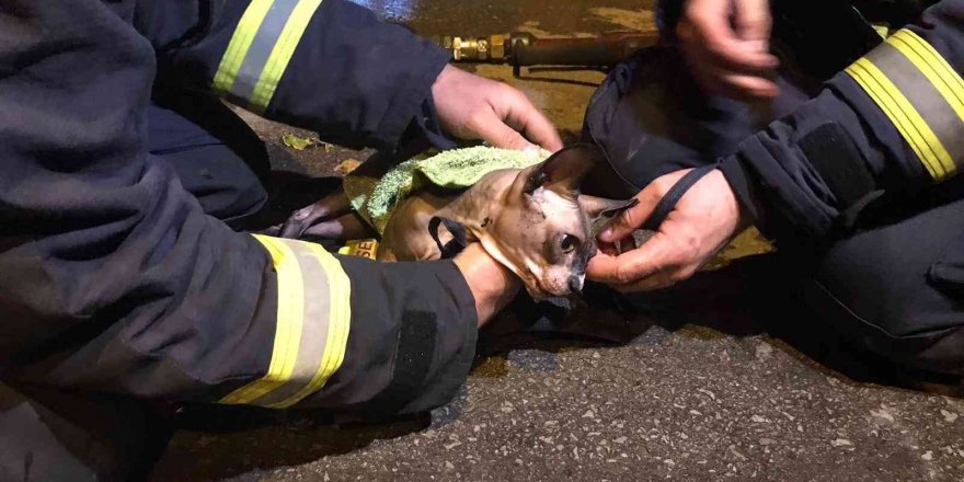 Antalya’da dumandan etkilenen kedi itfaiye ekipleri sayesinde hayata tutundu