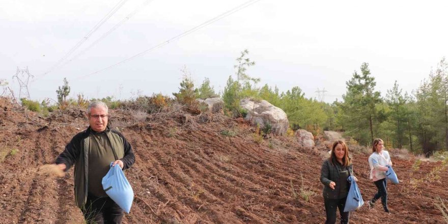 Enerji nakil hatları yakınlarına yangına dayanıklı tür ekiliyor