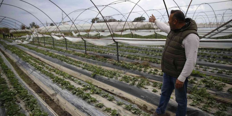 Büyükşehir’den afetzede çiftçilere 6 bin metrekare sera naylonu