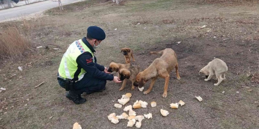 Ormana bırakılan sokak köpeklerine jandarma sahip çıktı