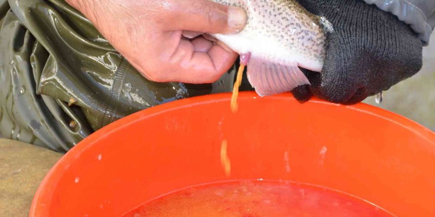 Bebek gibi bakılıyor tek tek el masajıyla yumurtaları alınıyor