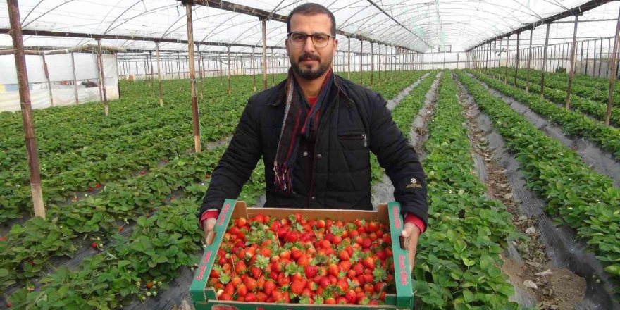 Kış ortasında hasat edilen çilek kilosu 22 liradan satılıyor