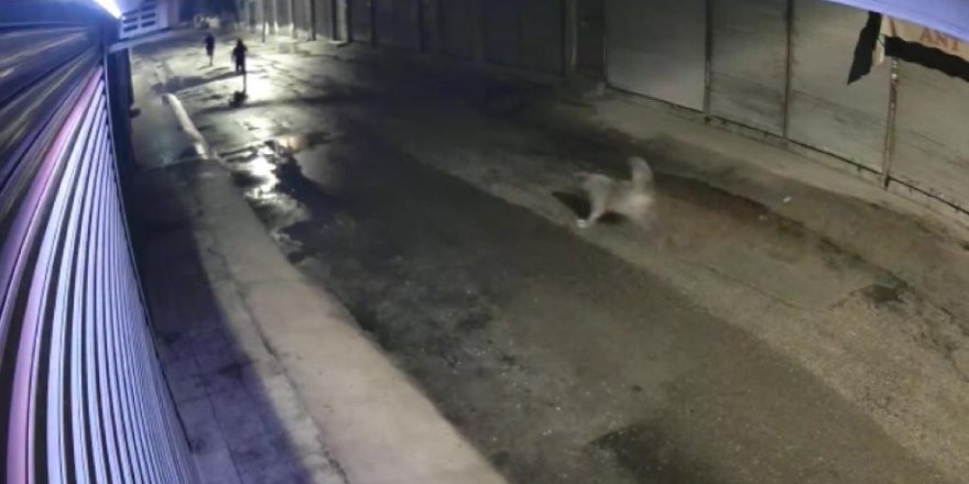 Bakkala giren hırsızları köpek kovaladı