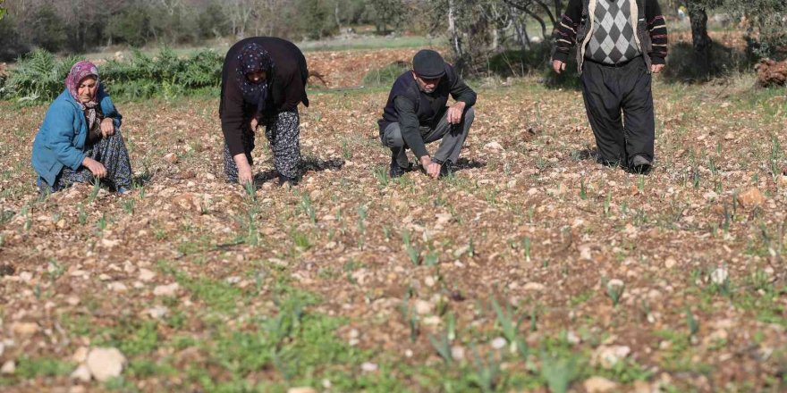 Büyükşehir’den Tarım Kooperatifi’ne 10 bin adet nergis soğanı