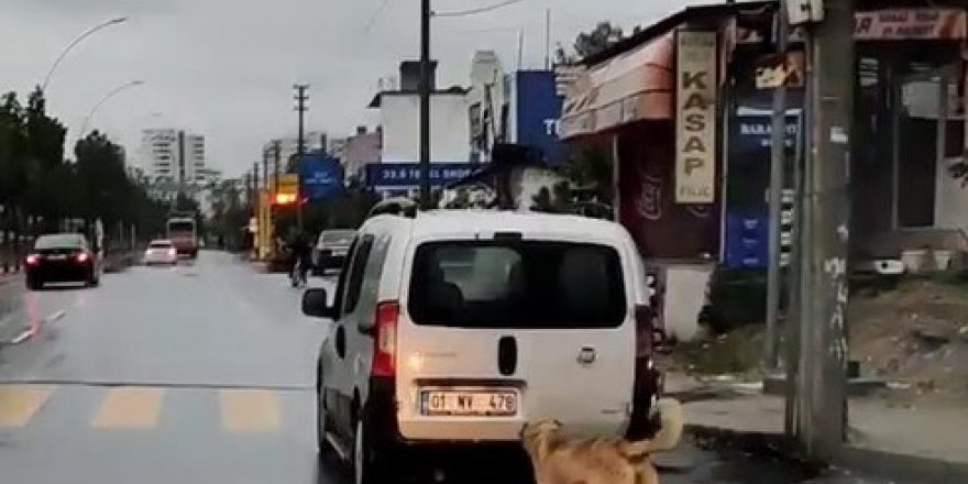 Köpeğe eziyet eden şahsa ceza