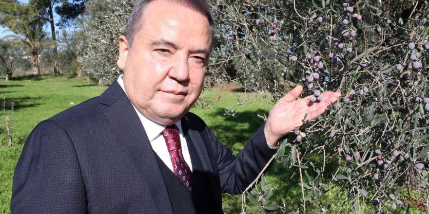 Başkan Böcek: “Zeytin Park’ı korumak boynumuzun borcudur”