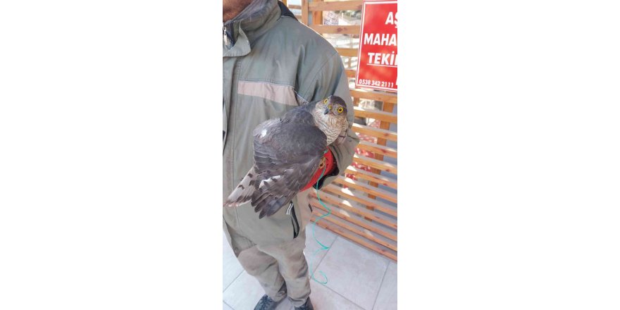 Yaralı atmaca muhtarlığa teslim edildi