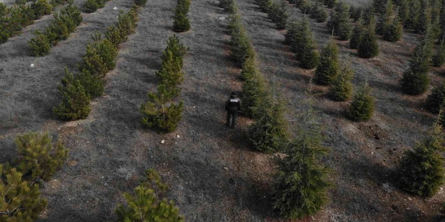 Yılbaşı öncesi çam ağaçlarına özel koruma