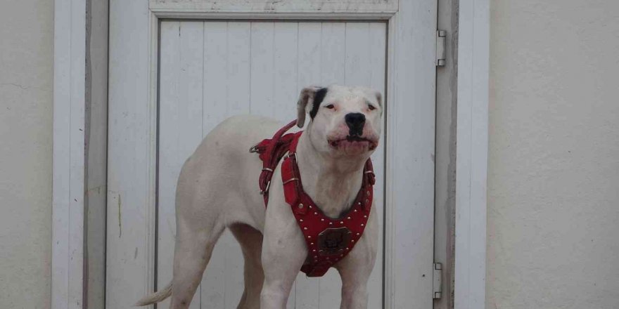 Terasa kilitlenip 5 saat boyunca havlayan köpek öğrencilere ders yaptırmadı