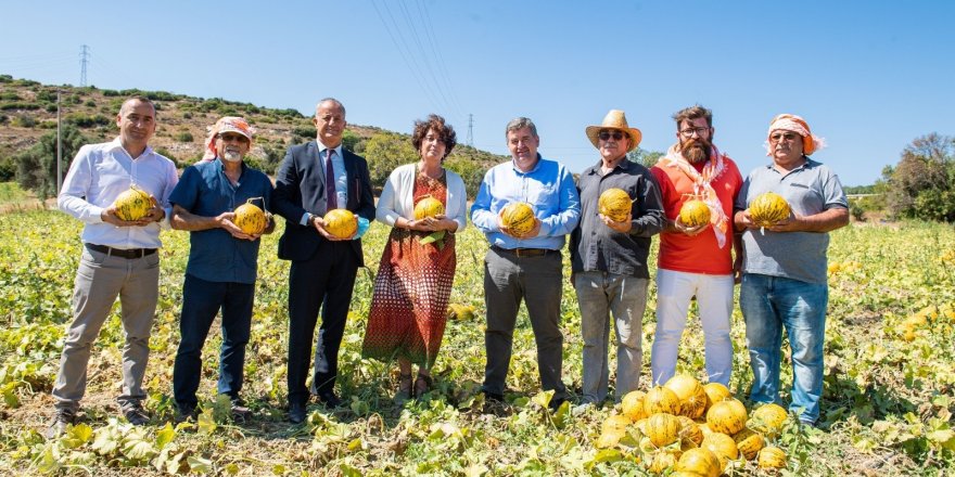 Tadı, dayanıklılığı, aromasıyla meşhur Çeşme kavunu tescillendi