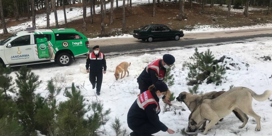 Jandarmadan sokak hayvanlarına mama desteği