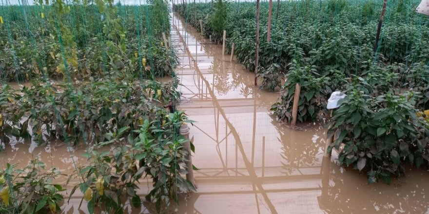 Antalya’da dere taştı, biber serası sular içinde kaldı