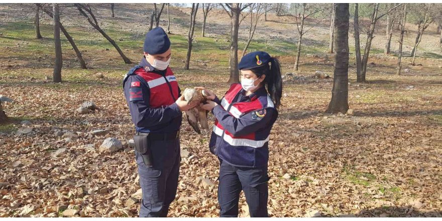 Jandarmadan yaralı şahine şefkat eli