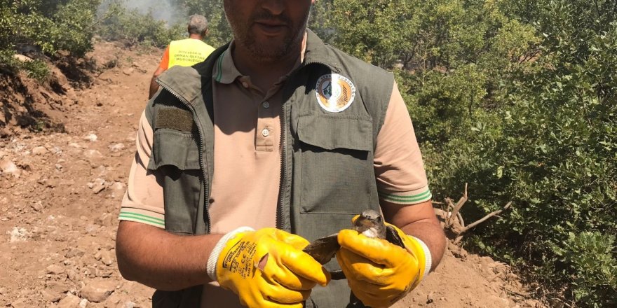 Tunceli’deki orman yangınları kontrol altına alındı