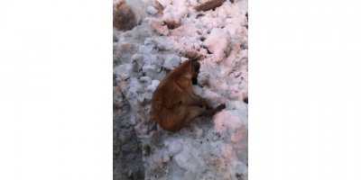 Kahramanmaraş’ta köpekler donarak öldü