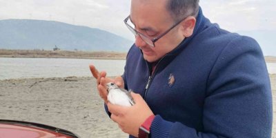 Çatal kuyruklu martı, boynuna takılan plastik cisimden kurtarıldı