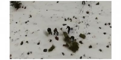 Karlı kaplı dağlara yabani hayvanlar için yem bırakıldı