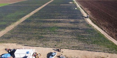 Devlet eliyle suyla buluşan topraklar, ihraçlık çilek yatırımını getirdi