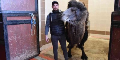 Burdur’da deveye katarak ameliyatı