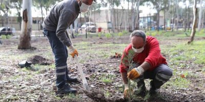 Beach Park’ta fırtınanın devirdiği ağaçların yerine yenileri dikildi