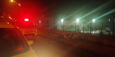 Sokağa terk edilen Pitbull, ekipleri alarma geçirdi