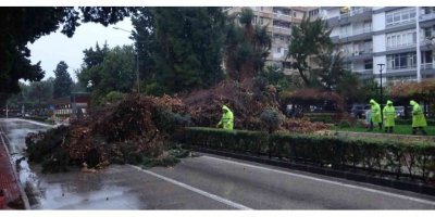 Rüzgar Ve Yağmur Çam Ağacını Kökünden Söktü