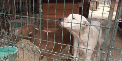 Hatay’da yasaklı ırk köpekler için ücretsiz kısırlaştırma yapılıyor