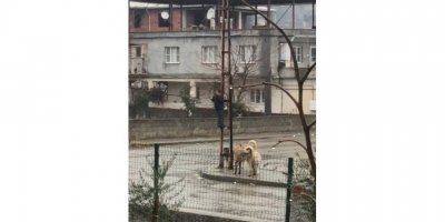 Sokak Köpeklerinin Saldırdığı Çocuk, Elektrik Direğine Tırmanarak Kurtuldu