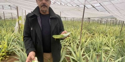 1 dekarla başladığı aloe vera üretiminde rekor kazanç sağladı