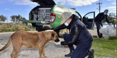 Adana’da polis sokak hayvanlarına mama dağıttı