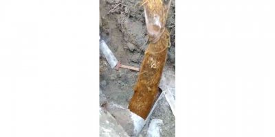 Su borusundan çıkan kök görenleri şaşırttı