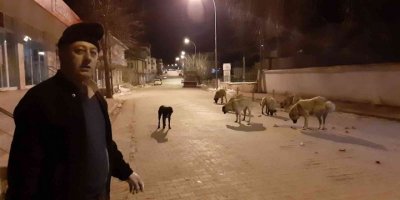 Esnafın hayvan sevgisi