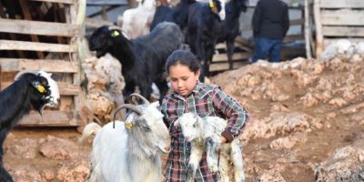 Konyaaltı’nda hayvanlar için bin 200 dekar gübre